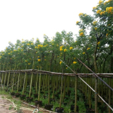 黃花槐 小區(qū)庭院公園造景綠化種植景區(qū)園林觀賞行道護(hù)坡庭蔭樹(shù)