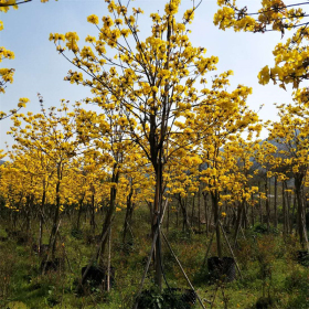 基地批发黄花风铃木 庭院景区观赏性风景树 园林绿化工程造景苗