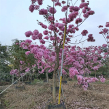 批發(fā)紅花風(fēng)鈴木 庭院景區(qū)觀賞性配植 園林綠化工程造景苗木