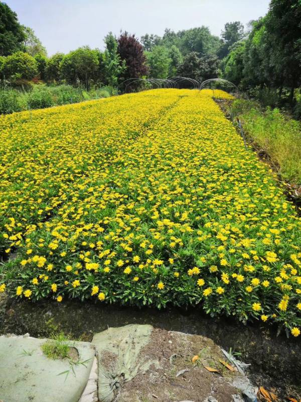 木春菊基地