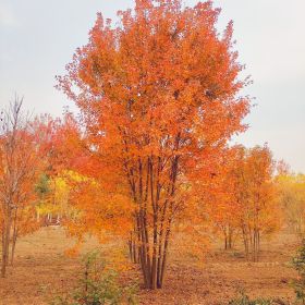 陜西的美國(guó)紅楓在哪買(mǎi)的？