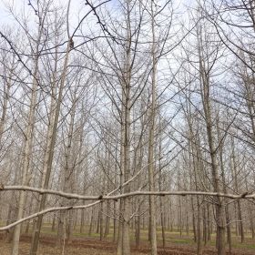 本苗圃常年為各綠化工地供應(yīng)各種規(guī)格各種苗木 為您節(jié)省寶貴時(shí)間