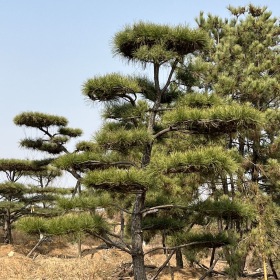 造型油松基地