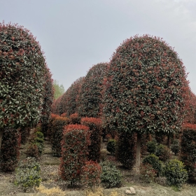 成都苗圃基地直銷12cm精品紅葉石楠球