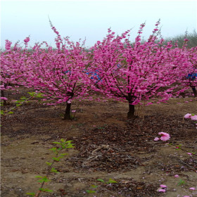 苗木基地有，榆葉梅產(chǎn)地，榆葉梅價(jià)格，基地直銷