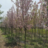 基地主要出售，速生紫叶李2-10公分，紫叶李小苗，紫叶李产地