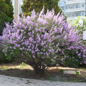 紫丁香花 基地紫丁香价格 紫丁香多少钱