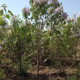 大棵紫丁香 基地紫丁香价格 紫丁香多少钱