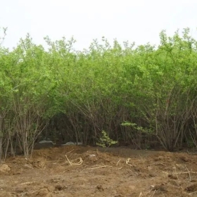 金银木种植 基地金银木价格 金银木多少钱 金银木哪里有