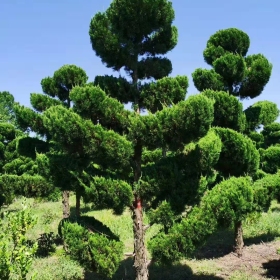 造型龙柏大量出售