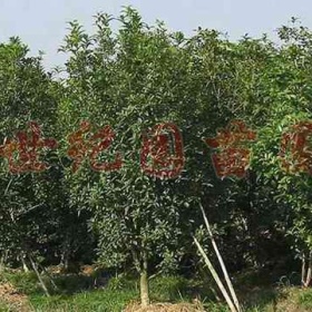 桂花树价格一览，移植桂花树价格