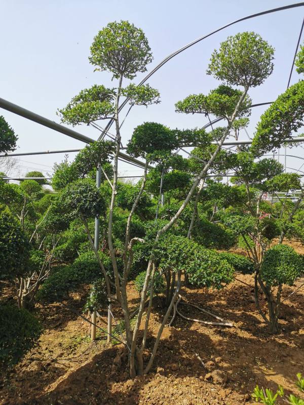 造型小葉女貞