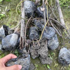 重庆藤本植物油麻藤批发基地长度1米杯苗