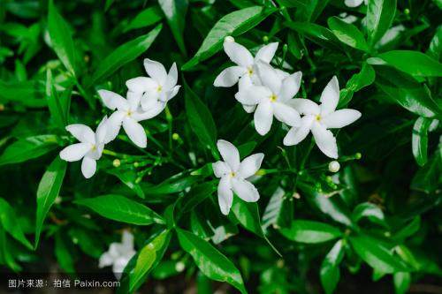 栀子花球