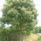 香樟價格更新，苗圃香樟樹苗價格