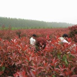 紅葉石楠柱價格信息，苗圃紅葉石楠柱價格