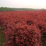 紅葉石楠價格一覽，苗圃紅葉石楠球價格