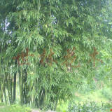 竹子價(jià)格一覽，移植竹子價(jià)格