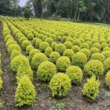 亮晶女貞球形1米大批發(fā)基地工程苗