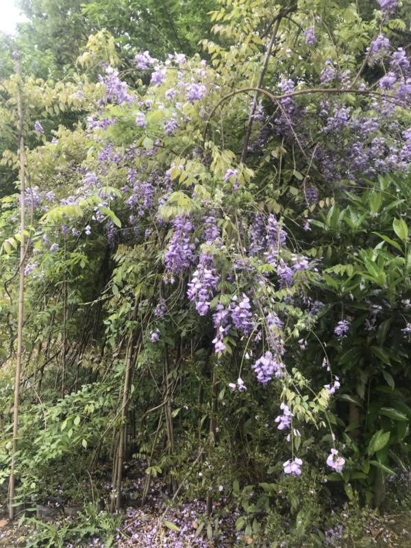 紫藤種植基地