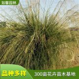 出售芨芨草 適應(yīng)力強(qiáng) 水土保持 護(hù)坡綠化工程苗