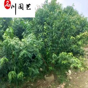 成都腊梅树苗木基地 8-15公分腊梅树降价处理 量大优惠