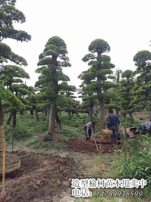 造型榆树