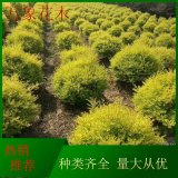 直供黃金構骨球 苗子 球類造型 公園道路小區(qū)綠化栽植工程苗