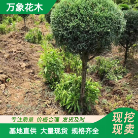 萬象花木 藍冰柏棒棒糖型 耐高溫 喜溫暖 園景樹及行道樹