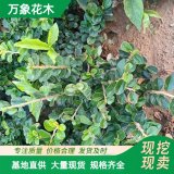 直供平枝荀子 綠化工程苗木 新農村振興改造配植苗 花鏡植物