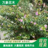 萬象花木細(xì)葉萼距花紫花滿天星全年花不斷適應(yīng)性強(qiáng)綠化工程苗