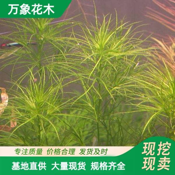 沉水植物