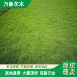 直供四季常綠品種四季青草坪草皮 用作果嶺草 足球場(chǎng)運(yùn)動(dòng)場(chǎng)用草坪