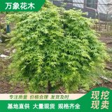 直供基地 紅楓流泉別墅綠化樹苗 庭院陽臺盆景綠植 加侖盆苗