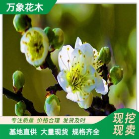 绿梅 绿萼梅 景区园林造景 工程苗 花坛花镜列植 行道景观苗