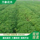 基地費菜苗 三七 各種草花宿根花卉品種 地被綠化工程苗