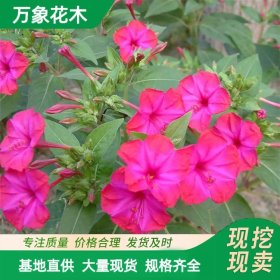 直供萬(wàn)象花木供應(yīng)紫茉莉 花色多彩 陽(yáng)臺(tái)庭院觀賞花卉