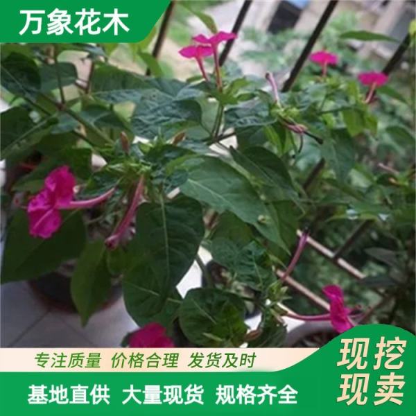 观赏花卉