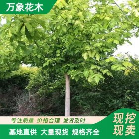 万象花木出售 糖槭 纪念品 多年生落叶乔木 园林庭院景观树庭荫树