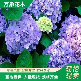 苗圃供应 八仙花 花海工程打造苗木 道路小区造景绿化植物