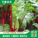 万象花木红叶甜菜 冬季耐寒抗冻时令草花 外皮粗糙而坚硬