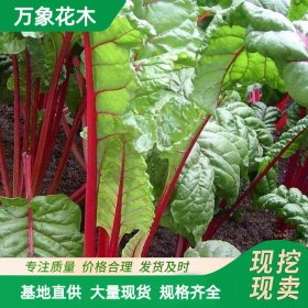 萬(wàn)象花木紅葉甜菜 冬季耐寒抗凍時(shí)令草花 外皮粗糙而堅(jiān)硬