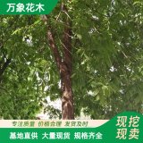 萬象花木 洋白蠟樹 頂峰 樹姿優(yōu)美 道路綠化防護樹