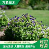 万象花木夏瑾园林观赏草花宿根花卉庭院绿化植物