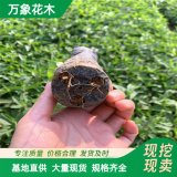 婆婆纳苗草花 景区园林造景搞绿化工程苗 多年生蓝花