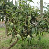 芒果樹(shù)苗 綠化樹(shù) 果園種植苗 景觀(guān)栽植 園林花壇觀(guān)果觀(guān)葉苗木