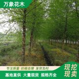 萬(wàn)象花木 河樺 經(jīng)典 根系粗壯 庭院觀賞樹及行道樹