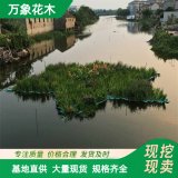 定制 生态人工浮岛 生态修复城市农村水体污染 建设湿地景区