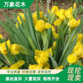 万象花木供应部血石鸢尾 花大新奇 花色丰富 庭院花坛绿化