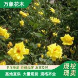 月季小苗 黃帽 微型多頭 花 園林綠化豐花 花鏡觀賞品種